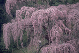 shidare-zakura