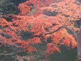 Momiji photo