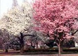 sakura_shinjuku gyoen