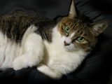 neko