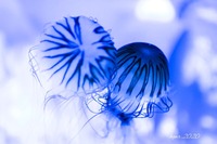 IMG_4743