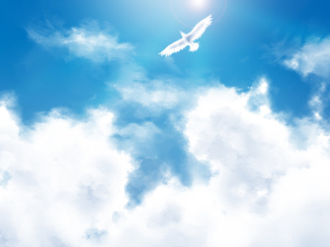 青空と鳥