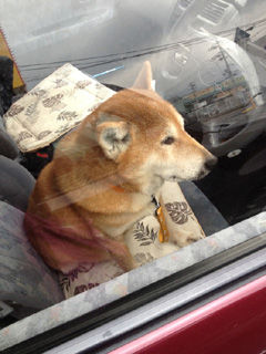 wanko-shiba