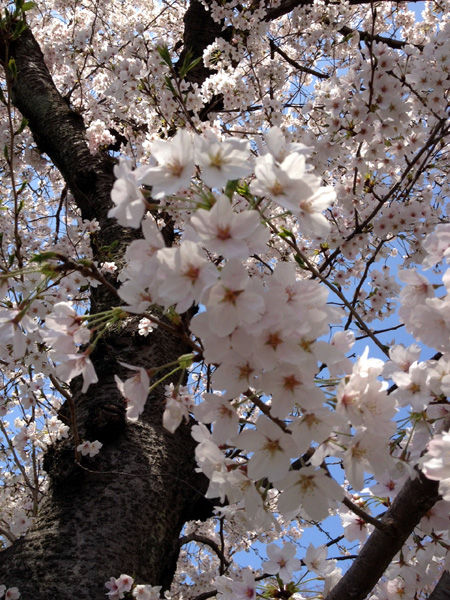 sakura2