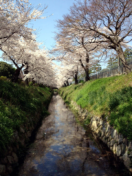 sakura1