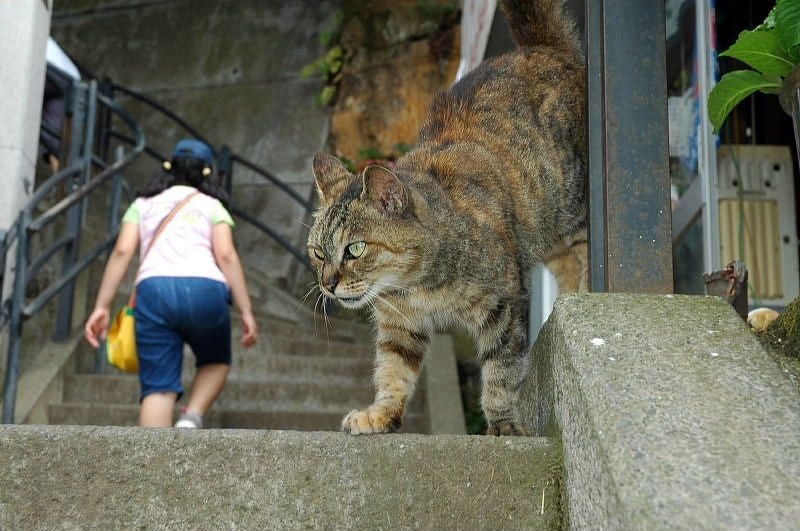 ねこ [無断転載禁止]©bbspink.com	YouTube動画>11本 ->画像>1319枚 