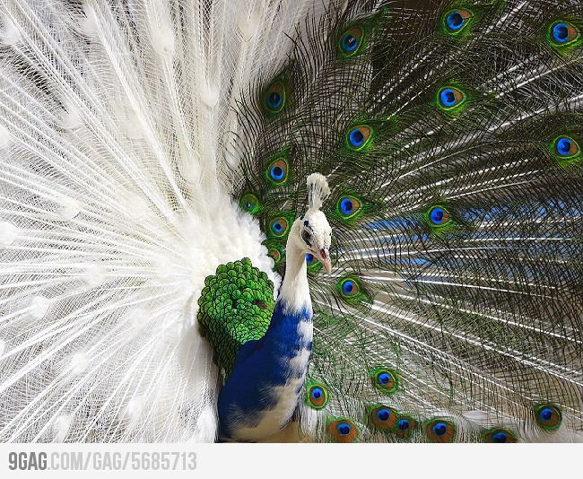 クジャクのハーフはなんだか凄い Plum Heart