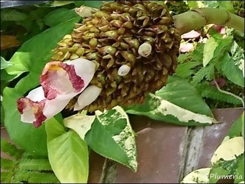 コスツス・ルカヌシアヌス ホーマーシンプソン