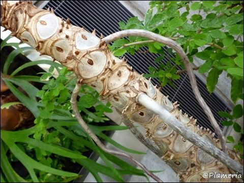 木の幹の模様が不気味なうえに枝がけばけば (1)