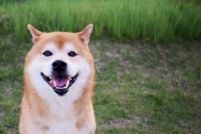 【画像】真夏の昼間に犬の散歩をする奴って何考えてんの?