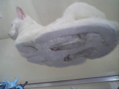 ねこ