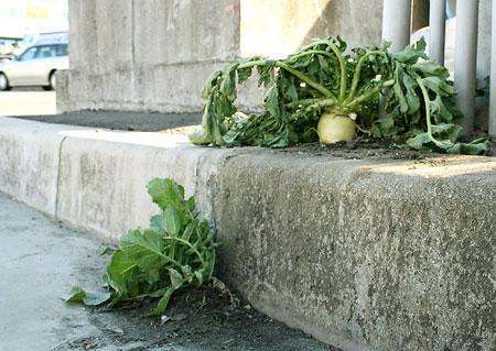 daikon