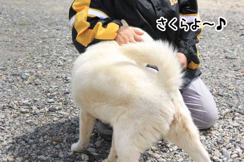 里親募集 北海道犬さくらちゃん ぽち Powered By ライブドアブログ