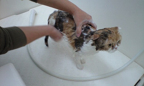モンピちゃんシャンプー