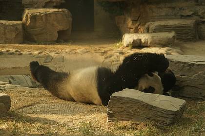 DSC02337-s