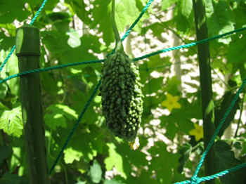080813 005blog