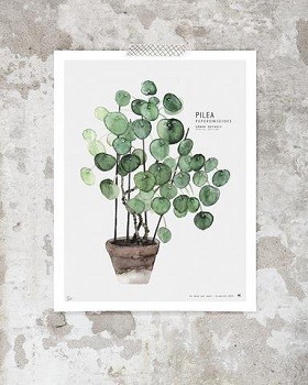 pilea_large