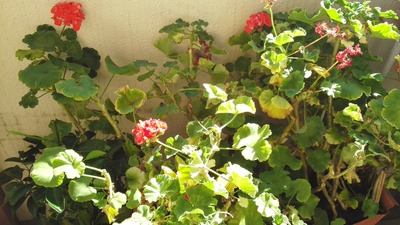 IMG_20151007_133802