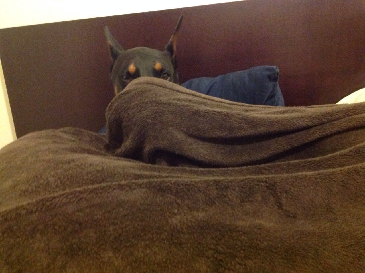 Resultado de imagen para ç¬ Doberman ç ã£ã¦ãã