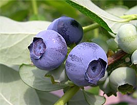 blueberry