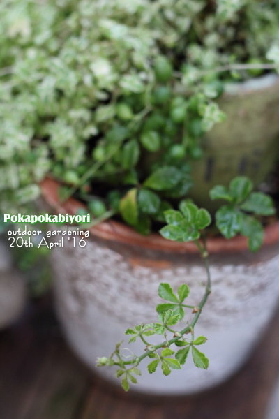 20160420_a08