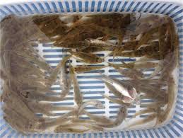 はぜ釣る