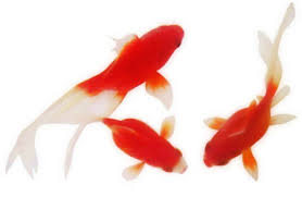 金魚