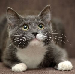 neko_fotoco1