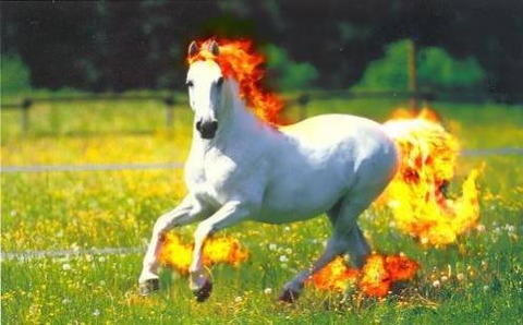 rapidash-real-pokemon