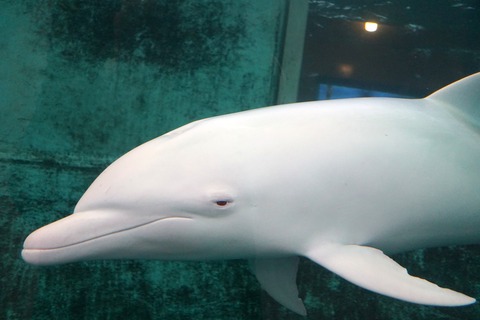 太地町立くじらの博物館（和歌山県）の感想 : 水族館に行ってまいります。
