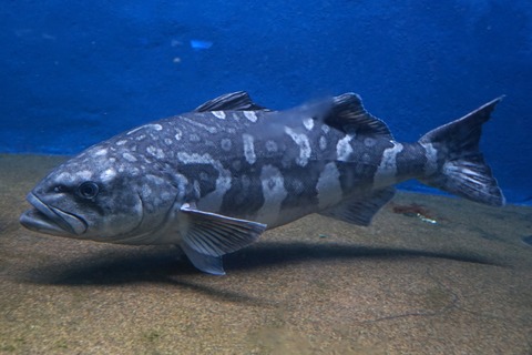 室蘭水族館