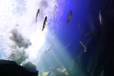 北の大地の水族館_山の水族館