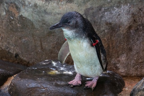 長崎ペンギン水族館のフェアリーペンギン