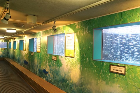 豊平川さけ科学館