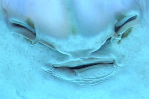DSC06978a