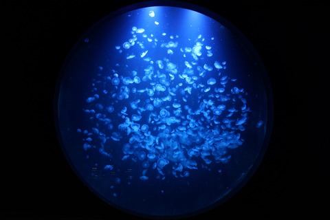 加茂水族館