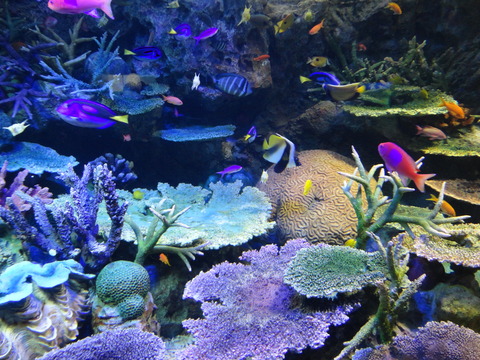 DSC00060