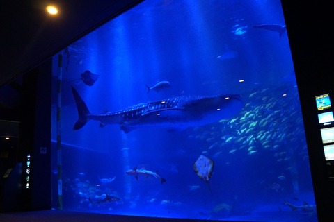 のとじま水族館