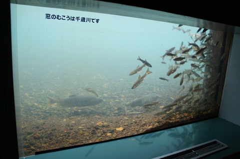 DSC00934
