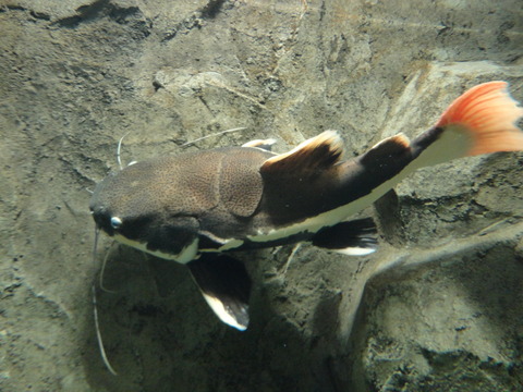 DSC06103