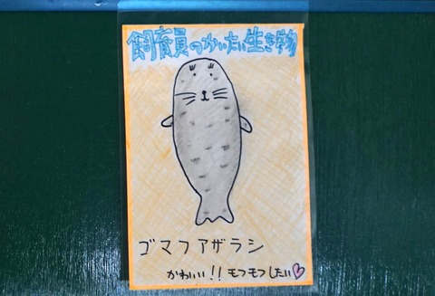 飼いたい