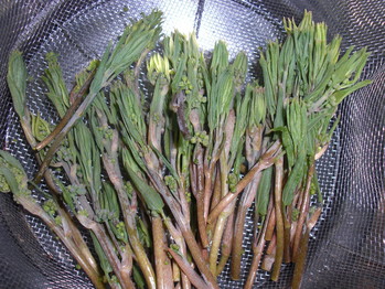 山菜