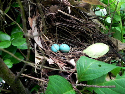 gabityou-egg