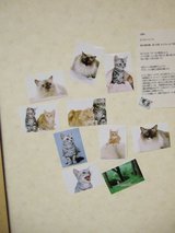 にゃんこカフェ_壁_猫写真アップ