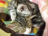 にゃんこかふぇ_ねこCOちゃ_眠るねこ3
