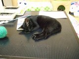 にゃんこかふぇ_ねこCOちゃ_眠る黒ねこ