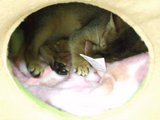 にゃんこかふぇ_ねこCOちゃ_小屋眠るねこ1