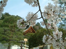 sakura4