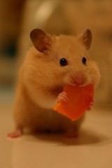 kumaji