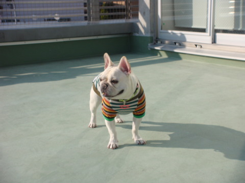 走り回ってました